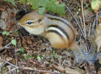 Chipmunk caching the winter food supply